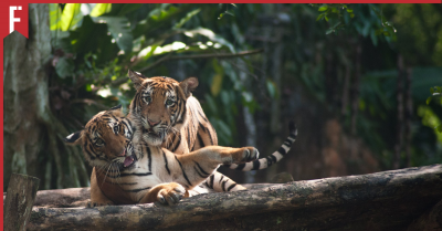 Malayan Tigers
