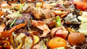 picture of food waste