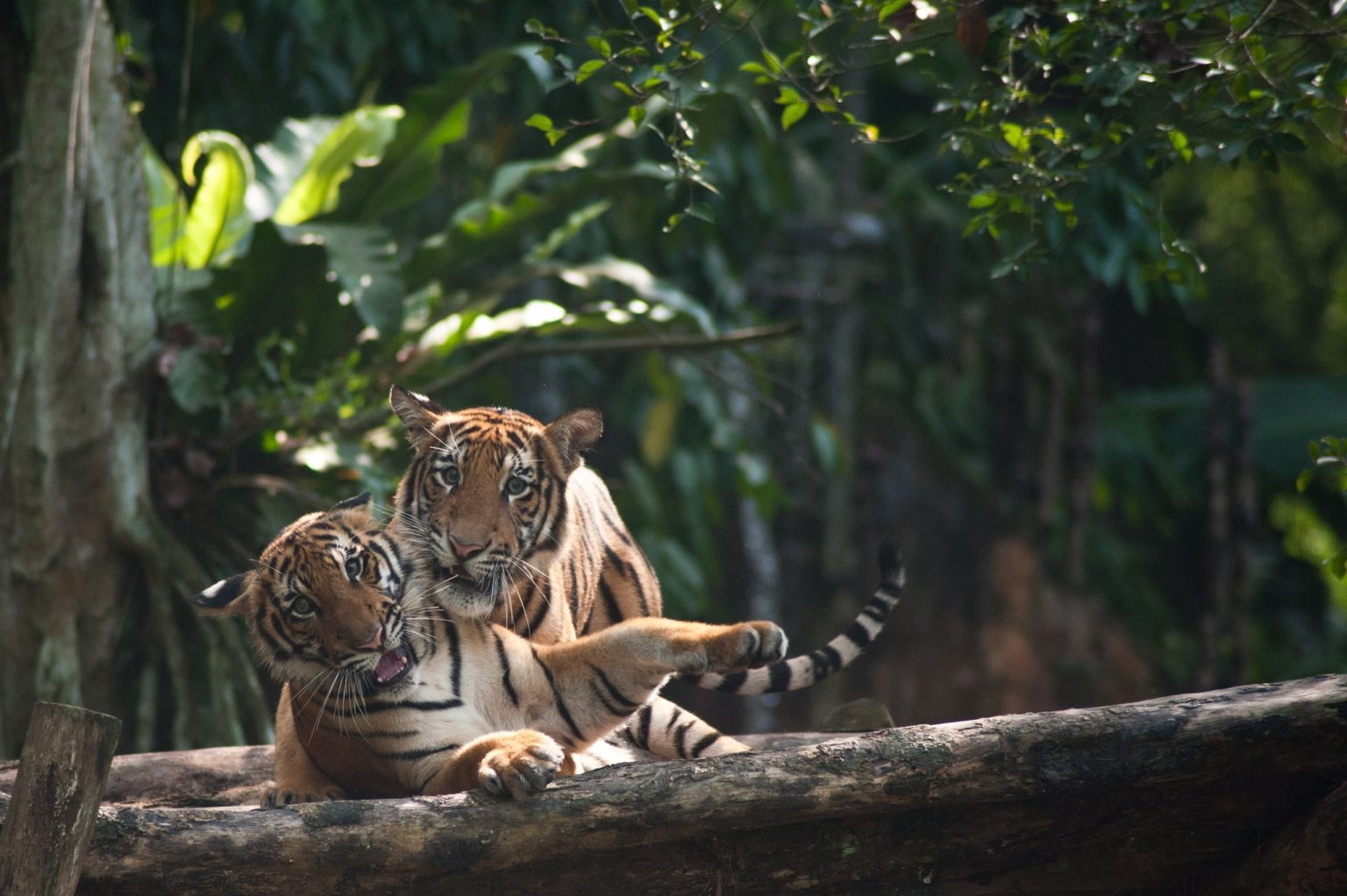 Malayan Tigers are Dying and It's Our Fault | The Full Frontal
