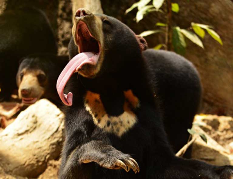 Sun bear tongue