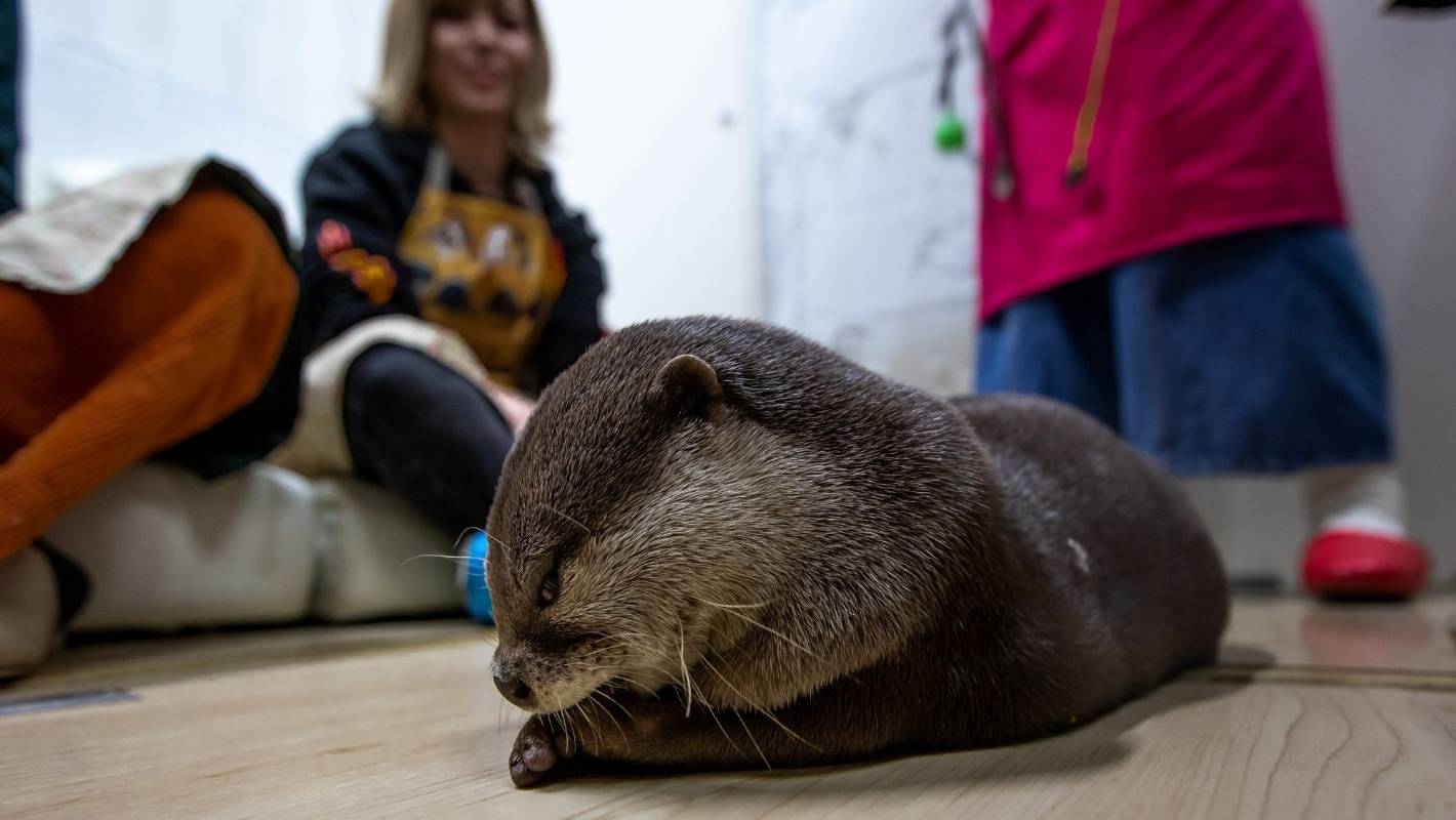 otter cafe