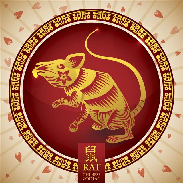 1 - Rat
