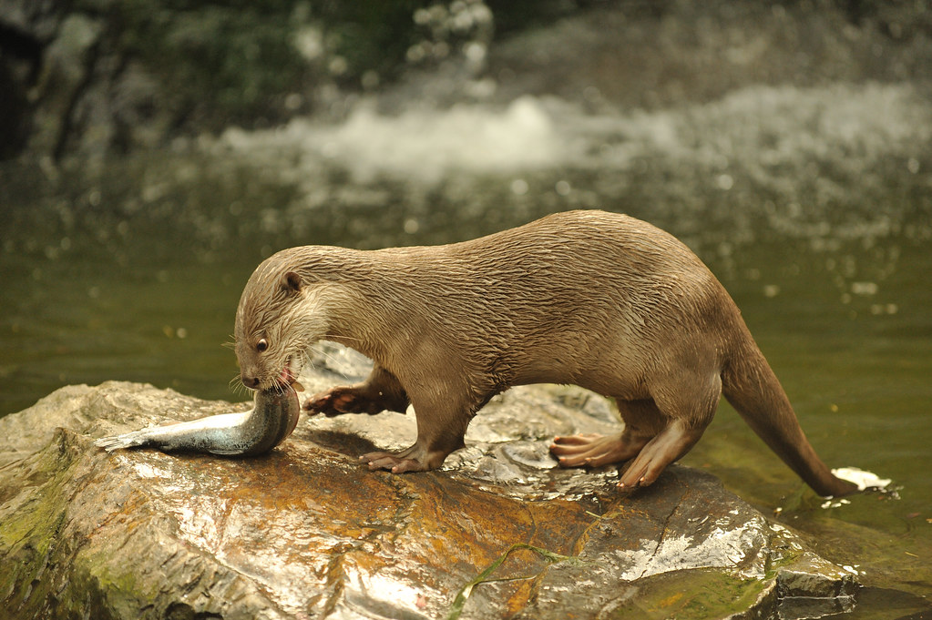 smooth-coated otter