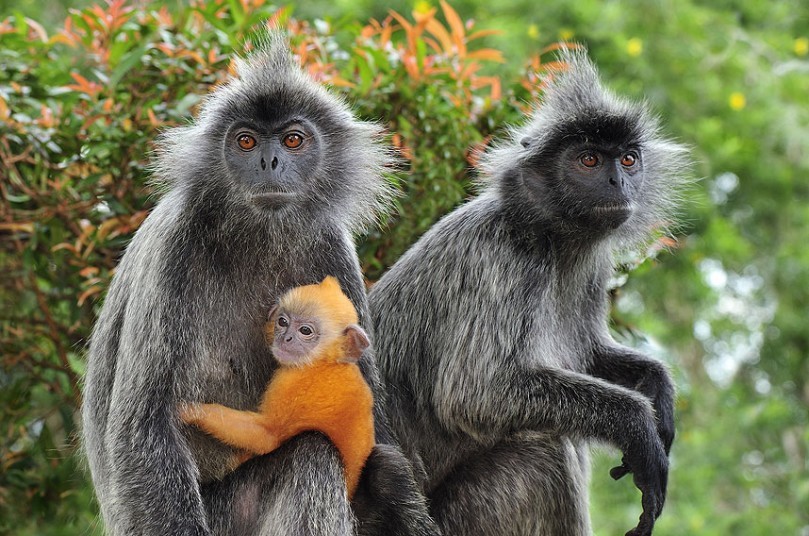 Silvered-Leaf Monkey