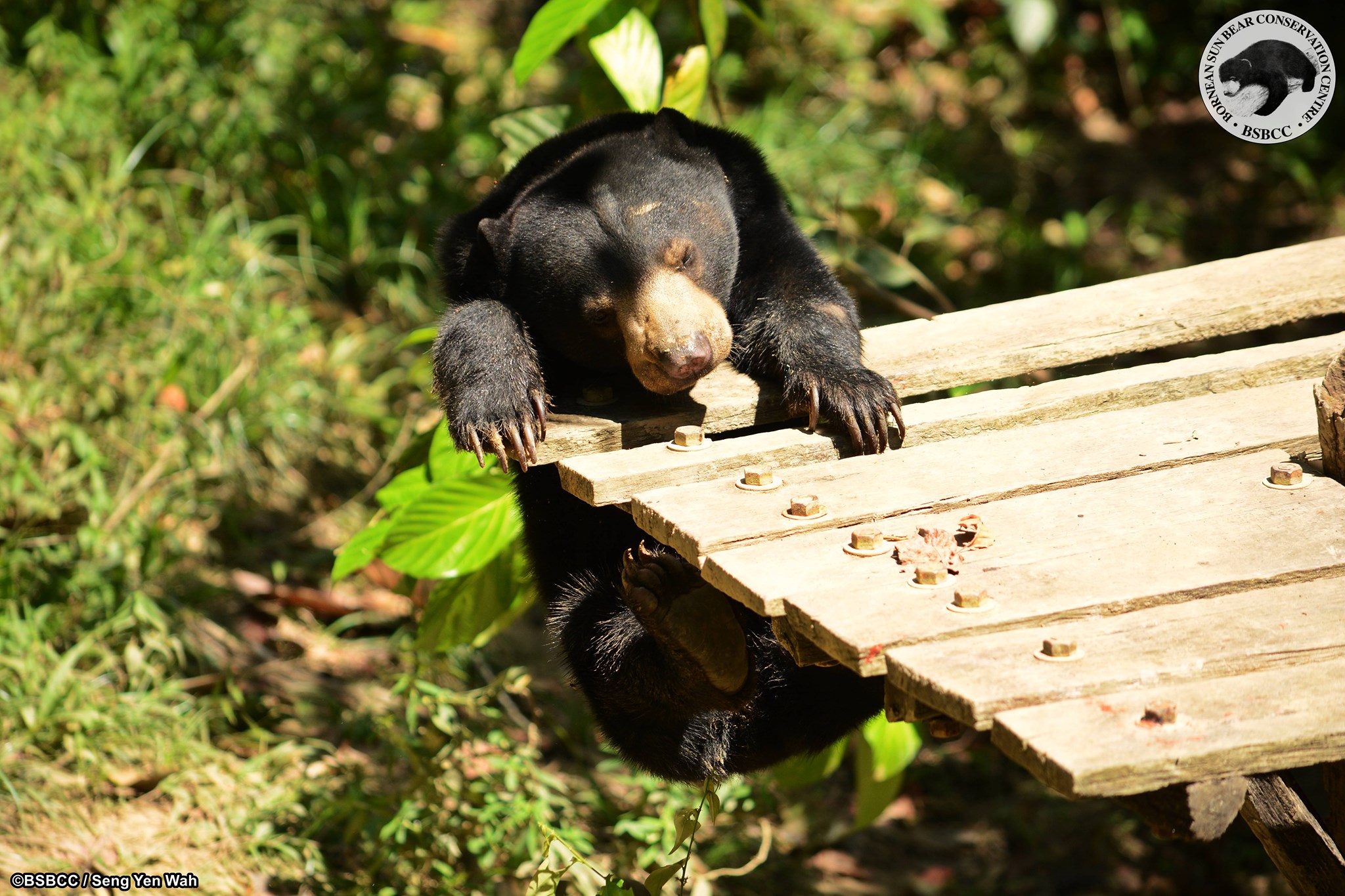 Bornean Sun Bear Conservation Centre