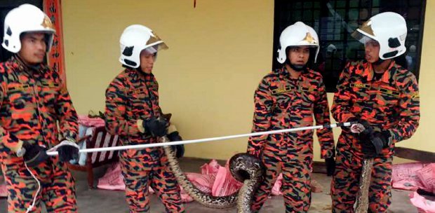 wildlife malaysia covid19 roaming streets empty animals lockdown