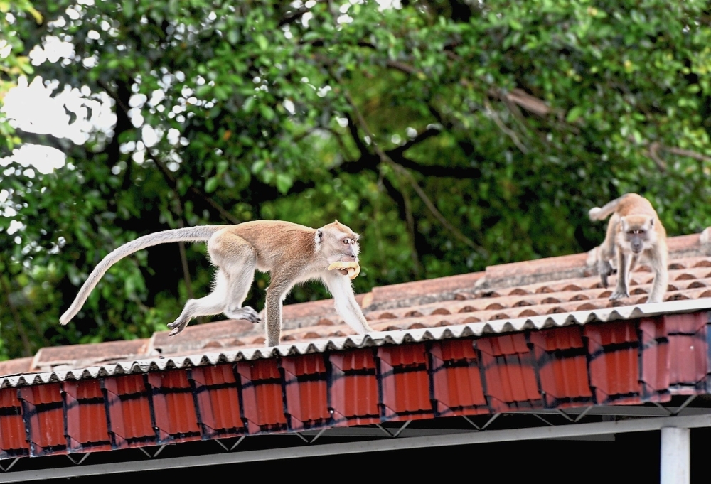 wildlife malaysia covid19 lockdown pandemic 