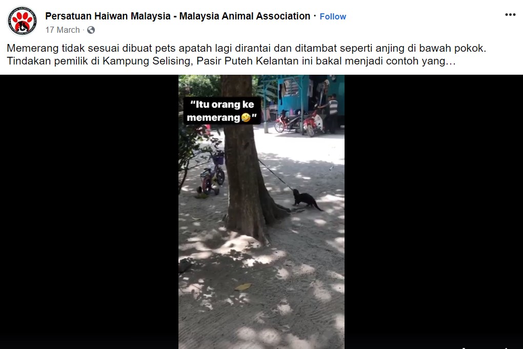 otter illegal pet Malaysia