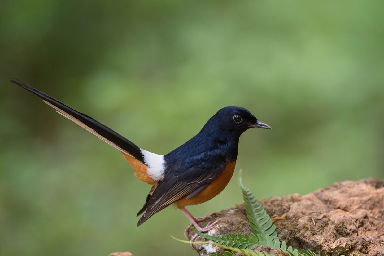 forests malaysia song birds indonesia poachers