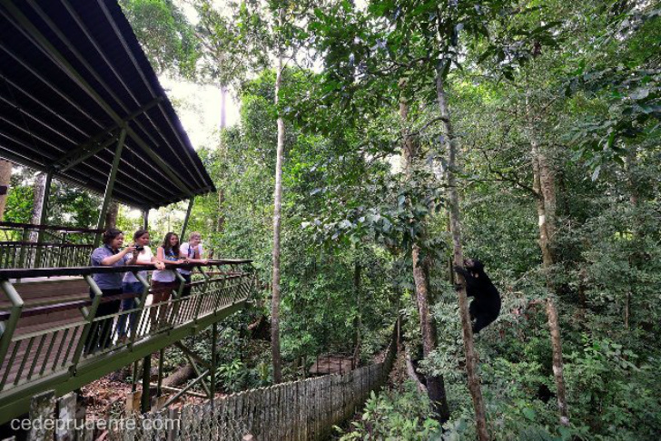 Borneo Sun Bear Conservation Centre