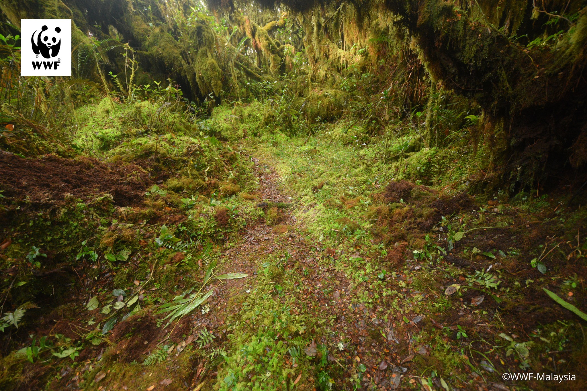 Belum-Temengor forest is over 130 million years old - older than the Amazon