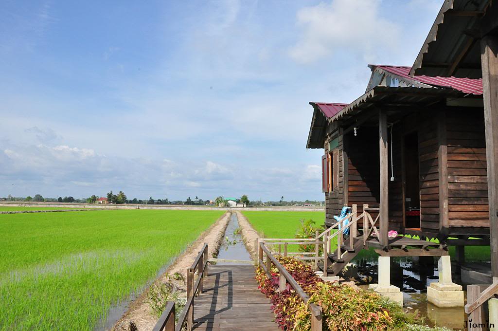 Homestay Kampung Sungai Haji Dorani 1