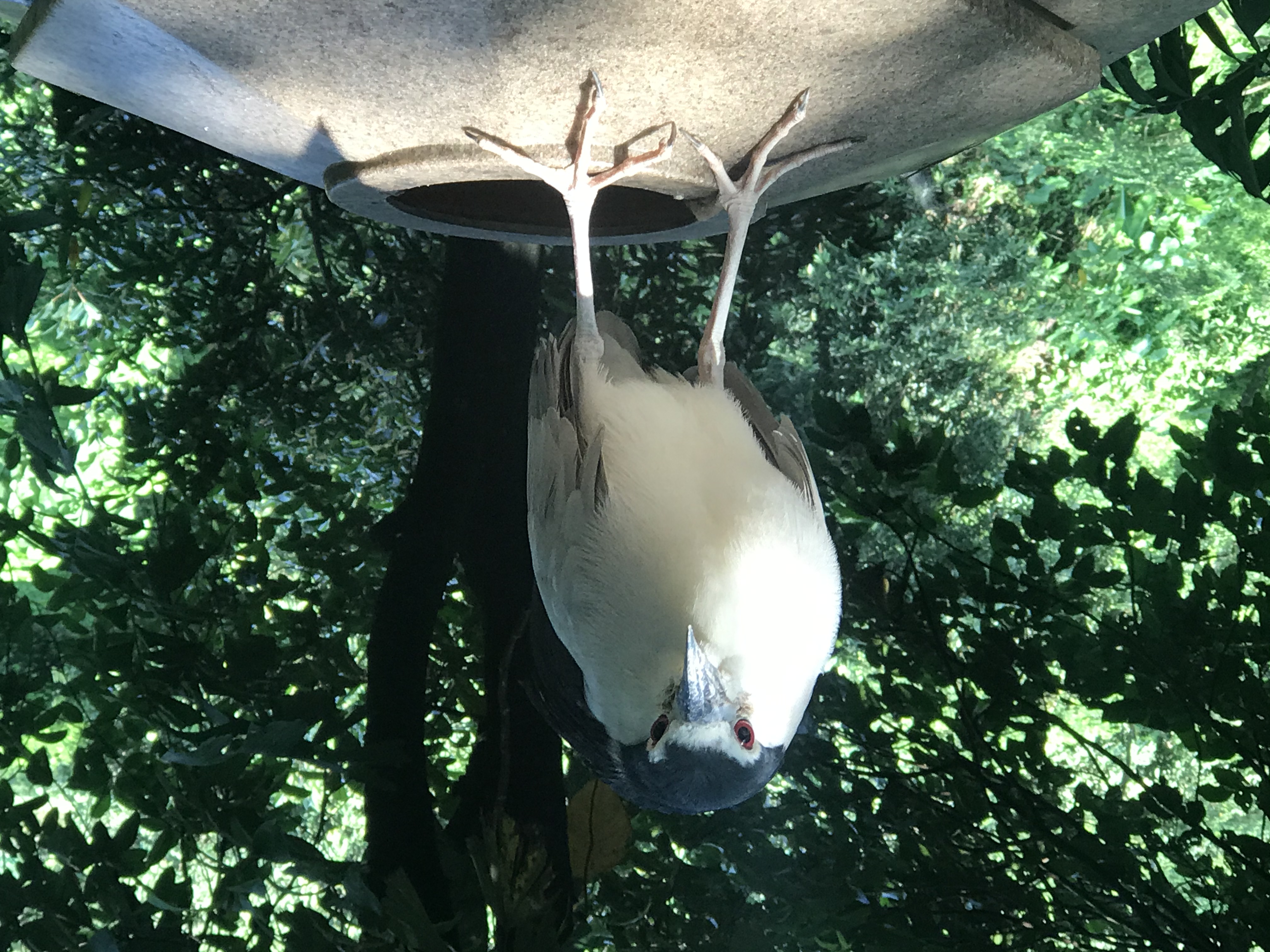 KL Bird Park MENACING BIRB