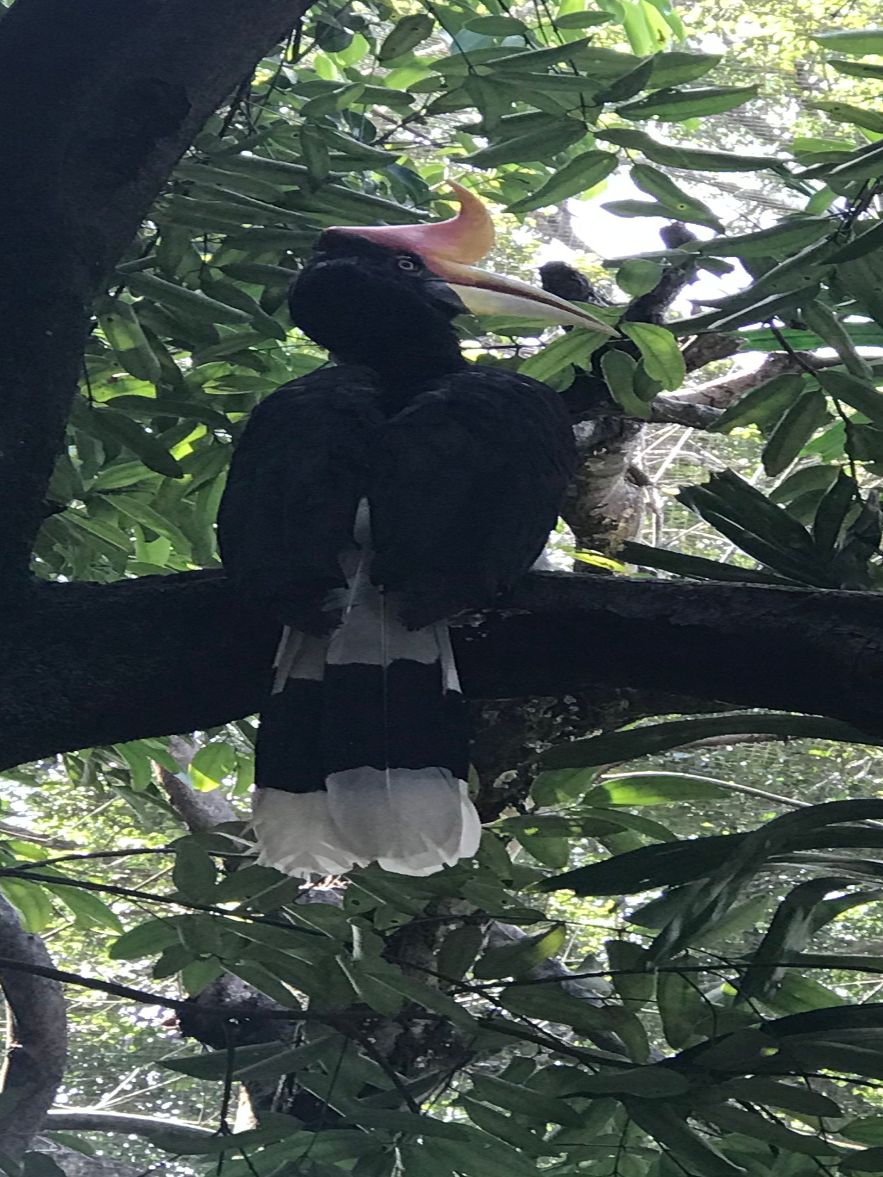 KL Bird Park Hornbill