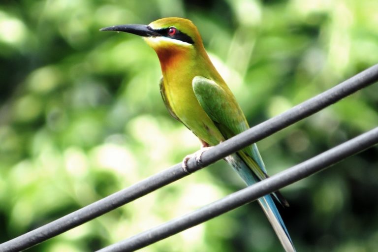 Kuala Selangor Nature Park