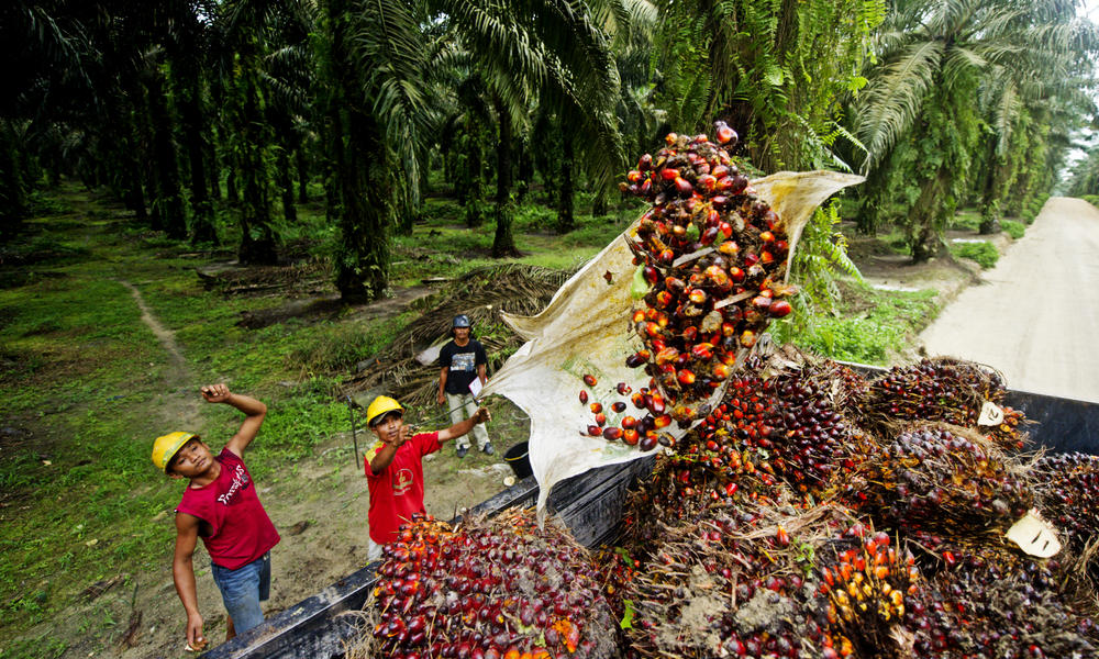 palm oil seed malaysia plantation 