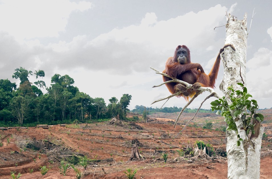 palm oil plantation malaysia seed