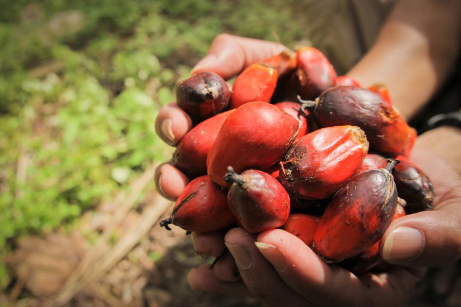 palm oil malaysia plantation seed