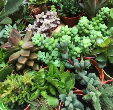 succulent plants homegrown natural organic jacktus