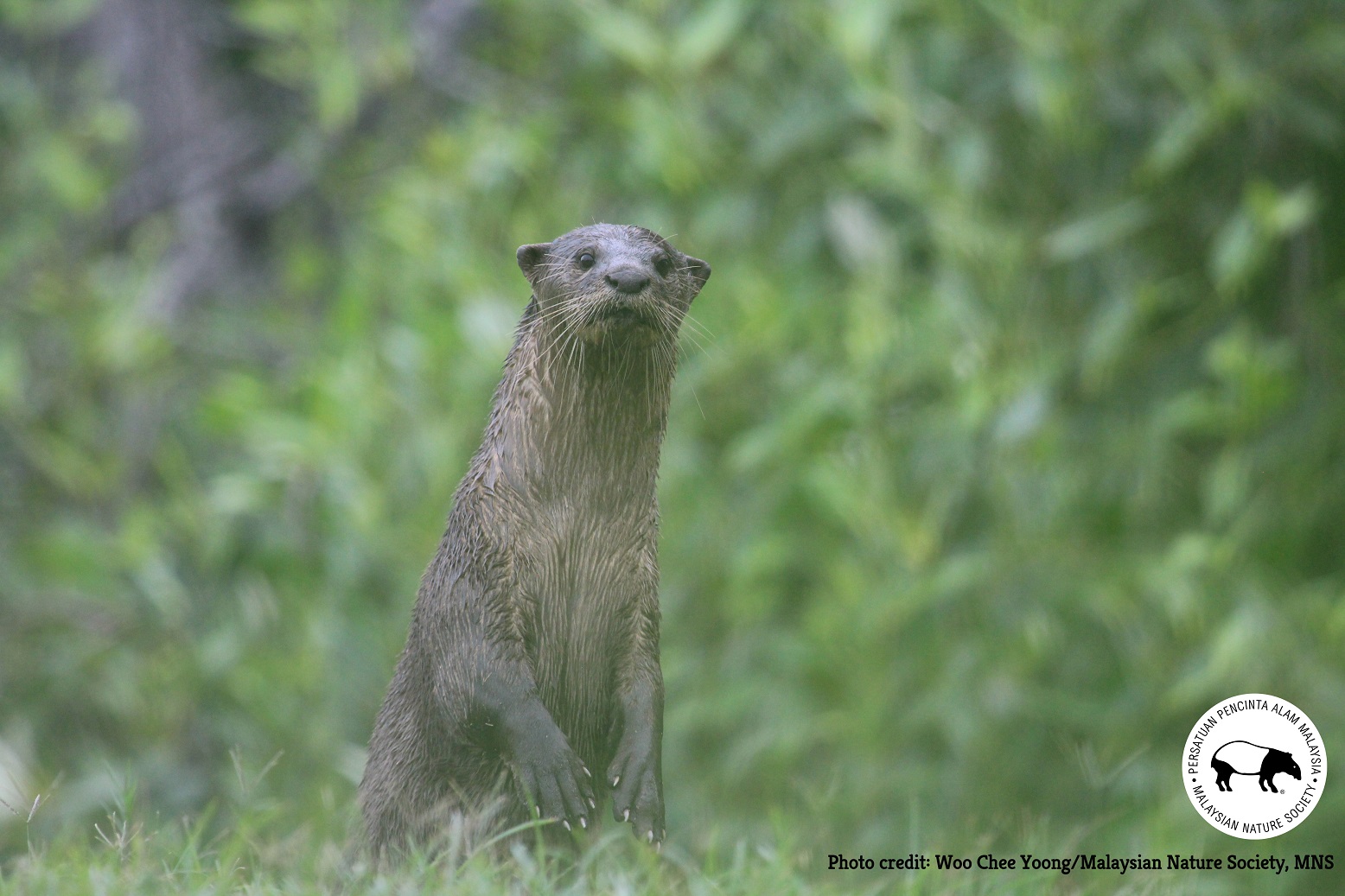 The smooth-coated otter in the Kuala Selangor Nature Park, Selangor