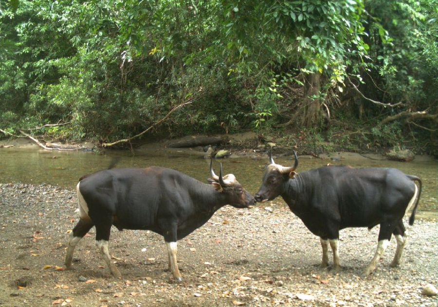 Wild banteng in Sabah