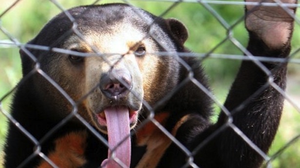 sun bear cage