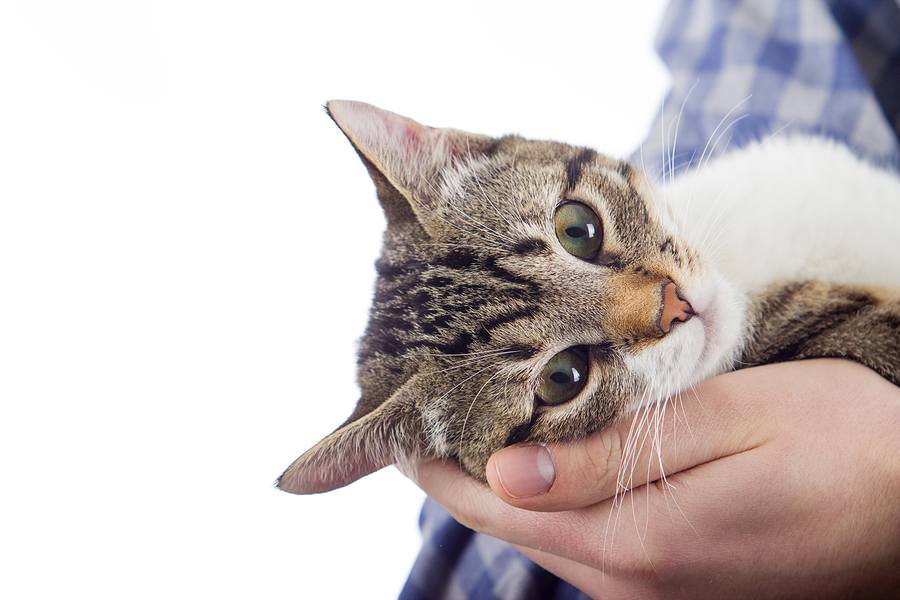 bigstock-Owner-hands-holding-a-cat-110803991