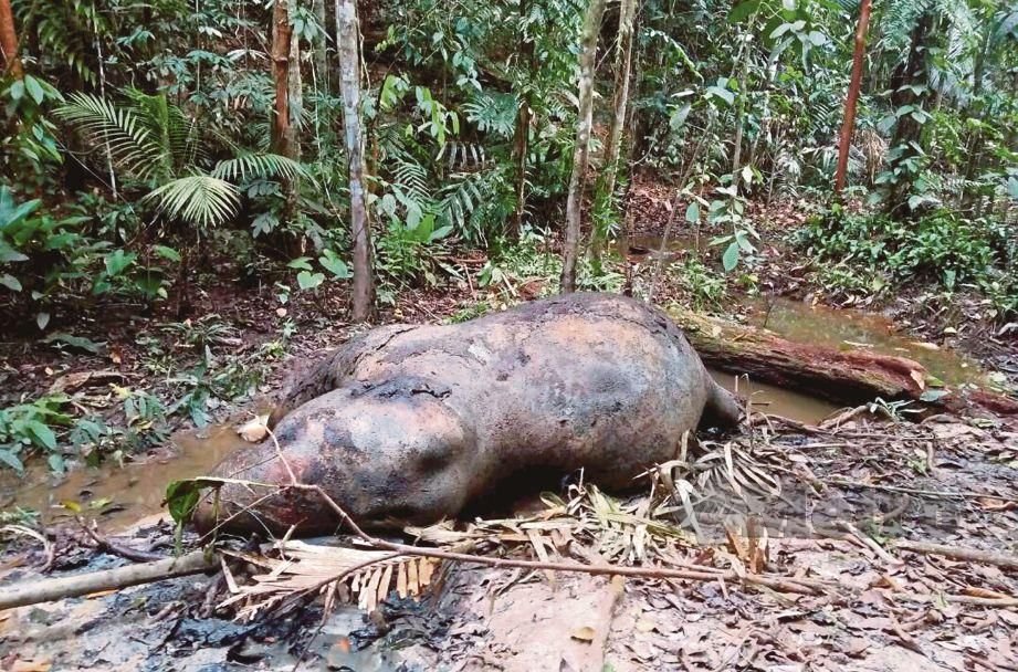 ditembak poacher hutan piah, gerik march 2018