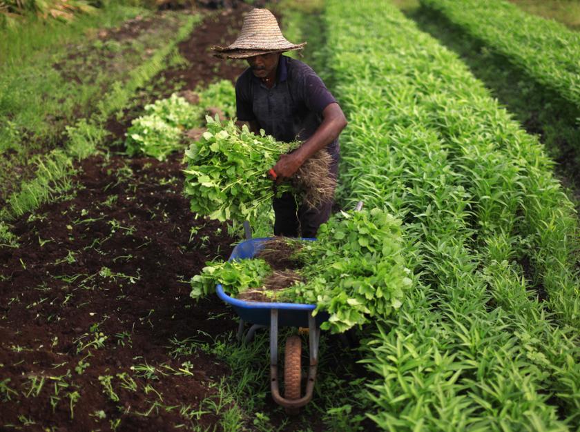 Farm Worker