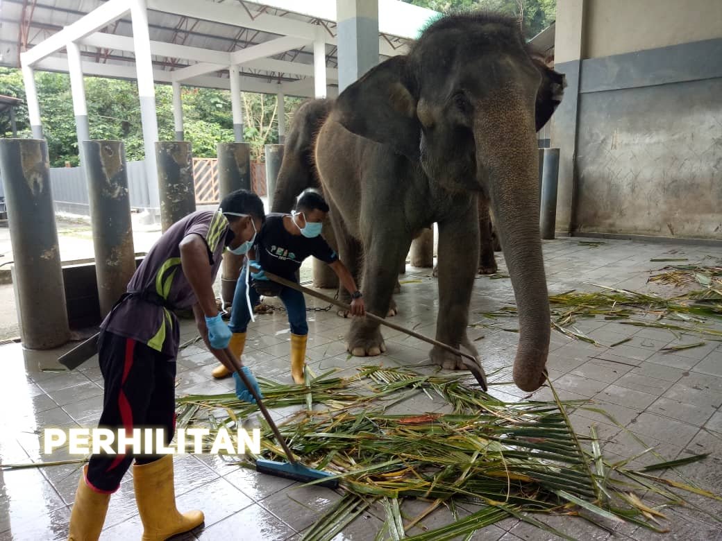 Kuala Gandah Elephant Sanctuary