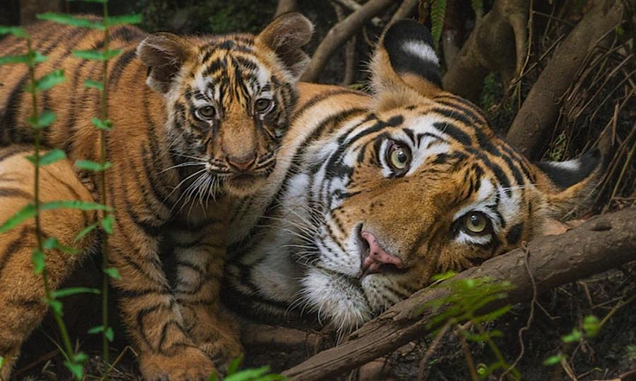 Malayan Tiger Cubs