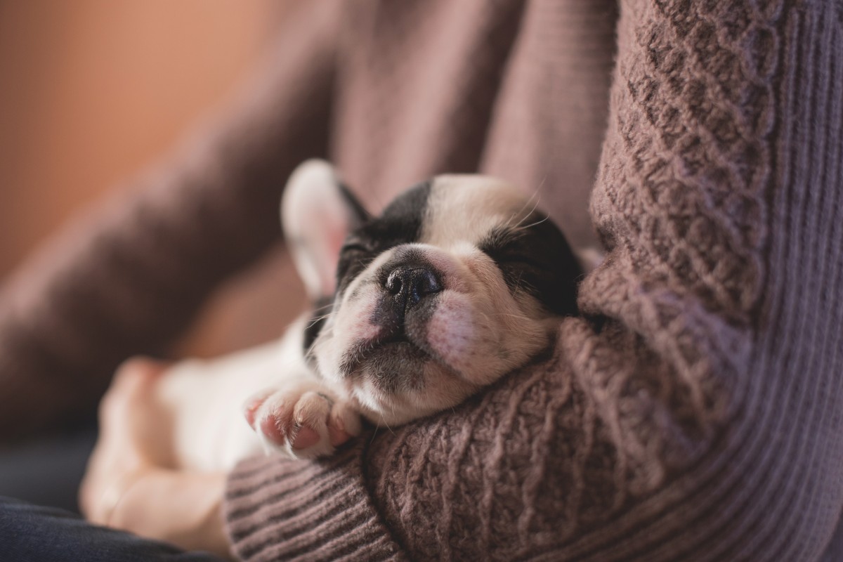 adorable animal canine cute dog pet puppy sleep-1176122.jpg!d