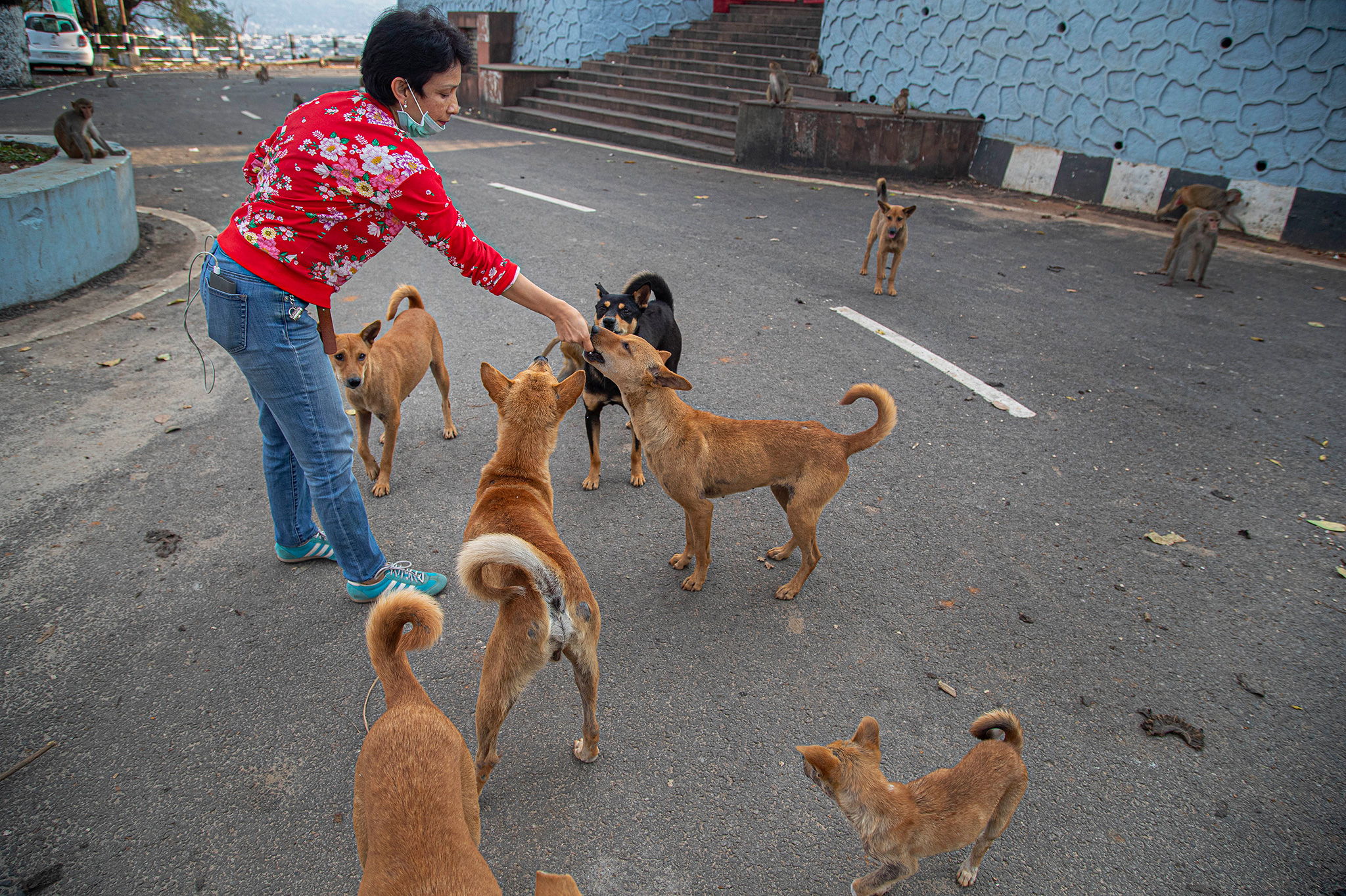 Petting Dogs