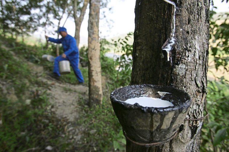 Malaysian rubber plantation