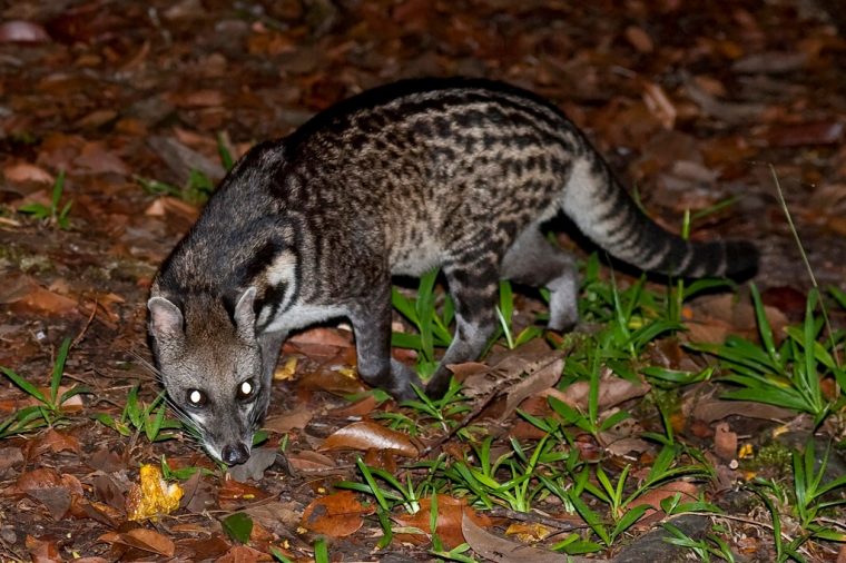 ghost civet