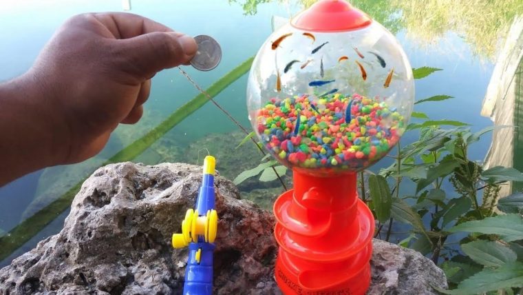 fish in gumball machine