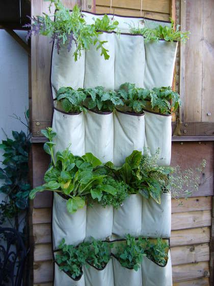 veggies in shoe rack