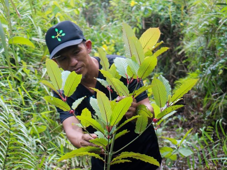 Ketum Farming