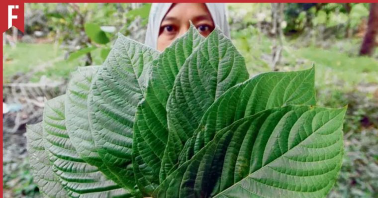 Ketumstrophe: Could Ketum Be Legalised in Malaysia?