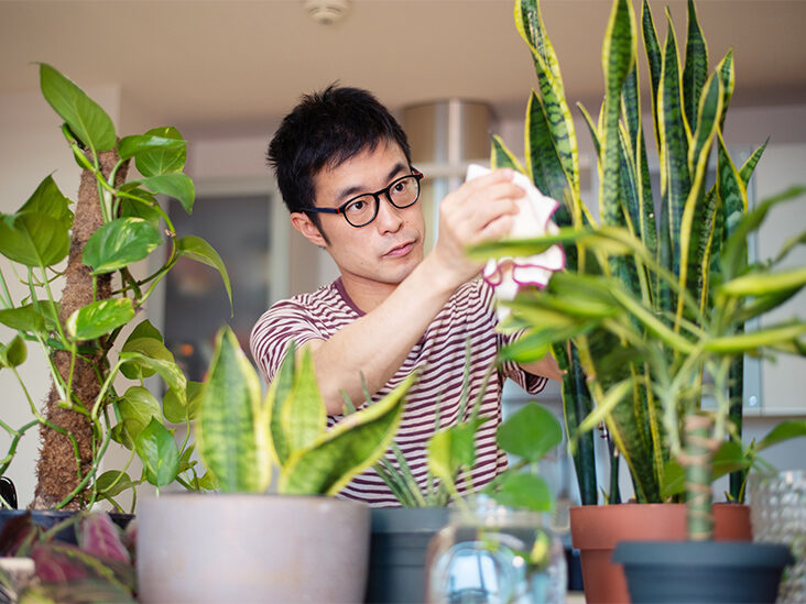 indoor plants